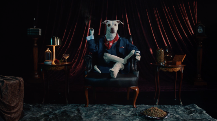Suggar Doggy (1)